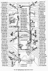 Фото Регулятор давления тормозов ГАЗ 3309 Газ 330783535009 Газ