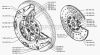 Фото Диск сцепления ЗиЛ-130,5301 ведомый (универсальный) Зил 1301601130 Зил